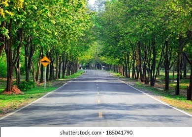 Green Tree Corridor