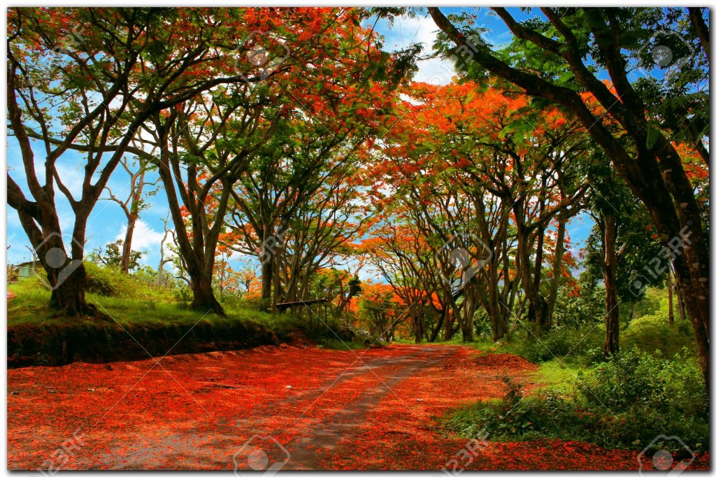 Sacred Forest Canopy